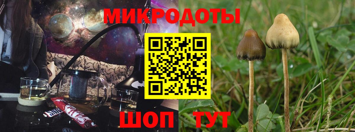 Псилоцибиновые грибы Psilocybine cubensis Можга